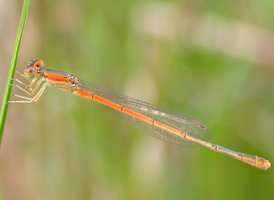 Citrine Forktail